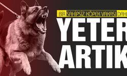 Sokak köpeği yaşlı kadına saldırdı!