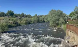 Van Gölü’nde martıların inci kefali avı