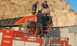 Van’da kayalıklarda mahsur kalan koyunu itfaiye ekipleri kurtardı