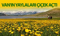 Van'ın yaylaları çiçek açtı