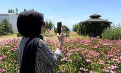 Van'da tıbbi bitkilere yoğun ilgi