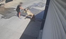 Sahipsiz köpek, çocuğun elini ısırdı!