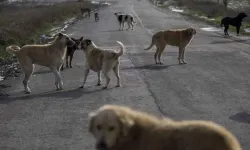 Bitlis'te köpeklerin zehirlenerek öldürüldüğü yönündeki asılsız paylaşımlara tepki