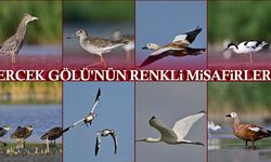 Erçek Gölü'nün renkli misafirleri