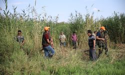 Vanlı çiftçilerin yaban domuzu nöbeti