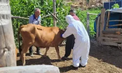 Bitlis'te şarbon hastalığı tespit edildi