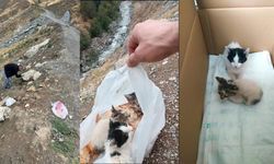 Hakkari’de poşetin içine konularak ölüme terk edilen kediler kurtarıldı