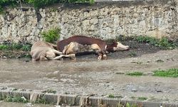 Kars'ta otomobilin çarptığı sürüdeki 2 inek telef oldu