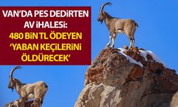 Van’da pes dedirten av ihalesi: 480 bin TL ödeyen ‘yaban keçilerini öldürecek’