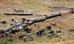 Van'da hayvancılığın avantajları nelerdir?