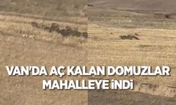 Van'da aç kalan domuz sürüsü mahalleye indi