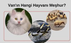 Van'ın Hangi Hayvanı Meşhur?