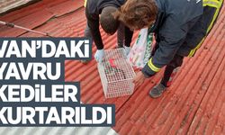 Van'daki yavru kediler kurtarıldı