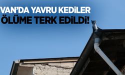 Van’da yavru kediler ölüme terk edildi!