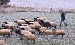 Van, Hakkari, Bitlis ve Muş'ta 283 yerleşim biriminin yolu kapandı.