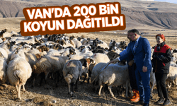 Van'da 200 bin koyun dağıtıldı