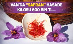 Van'da ilk kez ekilen "safran" hasadı! Kilosu 600 bin TL...