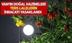 Van’ın doğal hazineleri Ters Lalelerin ihracatı yasaklandı