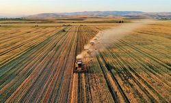 Çiftçilere ödeme! Bugün hesaplara yatıyor