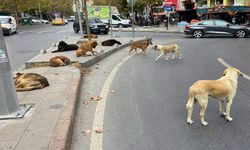 İpekyolu'nda köpek sorunu toplantısı