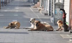 Bakan Tunç, köpek saldırıları hakkında soruşturma başlatıldığını duyurdu