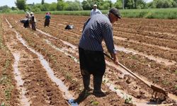 Mevsimlik tarım işçilerinin ücretleri belli oldu İşte  günlük yevmiyeleri...