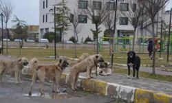 Okula giden çocuklara başıboş köpekler saldırdı, bir çocuk yaralandı