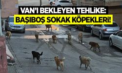 İpekyolu, Edremit ve Tuşba başta olmak üzere Van’ı bekleyen tehlike: Başıboş sokak köpekleri