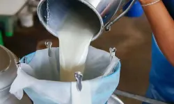 Mart ayında 1 milyon 15 bin ton inek sütü toplandı
