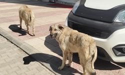 Van’da başıboş köpekler korku saçıyor!