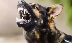 Köpek terörü sürüyor: Bu kez sahipli!