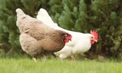 Ölümcül salgın iddialarına yanıt