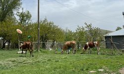 Van’da şap hastalığına karşı bilgilendirme çalışması