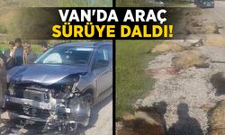 Van'da araç sürüye daldı: Onlarca koyun telef oldu