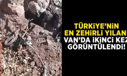 Türkiye’nin en zehirli yılanı Van’da ikinci kez görüntülendi!