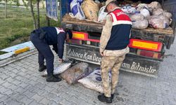 Van'da İnci Kefali İçin 7/24 Koruma: Kaçak Avcılığa Geçit Yok!
