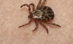 Sağlık Bakanlığı'ndan, Kırım Kongo Kanamalı Ateşi uyarısı