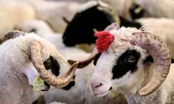 Kurbanı böyle çıkanlara artık parası iade edebilecek: Çoğu kişinin haberi yok