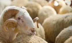 Kurban Ne Zamana Kadar Kesilir? İşte Diyanet’in Açıklaması