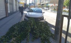 Van’da kontrolden çıkan araç ağaca çarparak durabildi!