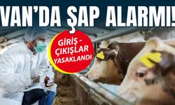 Van’da şap alarmı: İle giriş-çıkışlar tamamen yasaklandı!