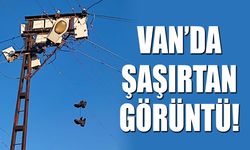 Van’da şaşırtan görüntü!