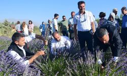 Van YYÜ’de Tıbbi ve Aromatik Bitkiler hasadı yapıldı