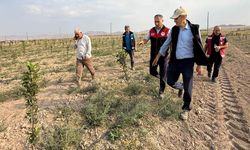 Van’da 650 bin fidan toprakla buluştu