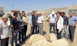 Van’da şap hastalığı kontrol altına alındı! Hayvan satış yerleri yeniden açıldı