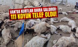 Van’da kurtlar ahıra saldırdı: 111 koyun telef oldu!