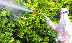 Pestisit Nedir? Pestisit Nasıl Temizlenir?