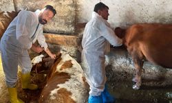 Van ekibi, hastalıkla mücadele için Kars’ta çalışmalara katıldı