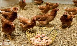 Haziranda tavuk eti üretimi arttı, yumurta üretimi azaldı