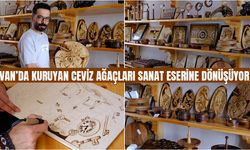 Van’da kuruyan ceviz ağaçları sanat eserine dönüşüyor